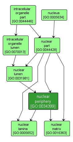 GO:0034399 - nuclear periphery (interactive image map)