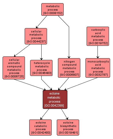 GO:0042399 - ectoine metabolic process (interactive image map)