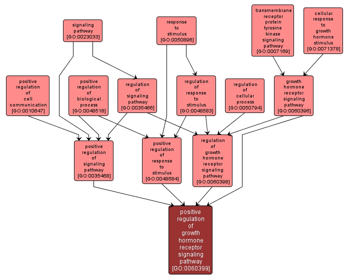 GO:0060399 - positive regulation of growth hormone receptor signaling pathway (interactive image map)