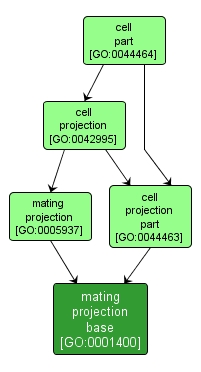 GO:0001400 - mating projection base (interactive image map)