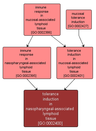 GO:0002400 - tolerance induction in nasopharyngeal-associated lymphoid tissue (interactive image map)