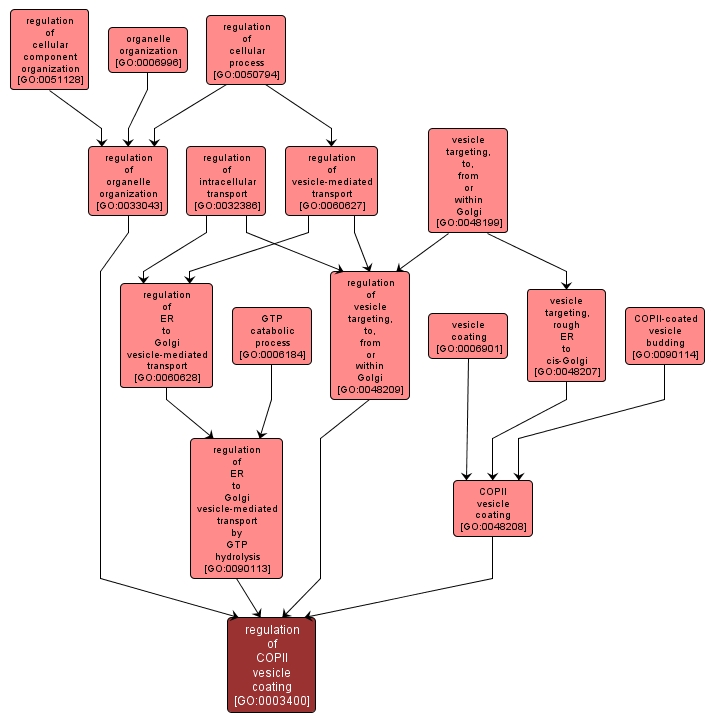 GO:0003400 - regulation of COPII vesicle coating (interactive image map)