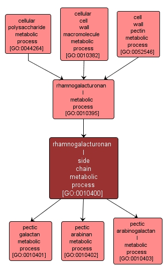 GO:0010400 - rhamnogalacturonan I side chain metabolic process (interactive image map)
