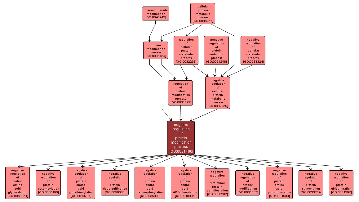 GO:0031400 - negative regulation of protein modification process (interactive image map)