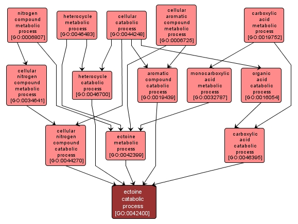GO:0042400 - ectoine catabolic process (interactive image map)
