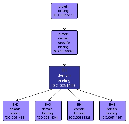 GO:0051400 - BH domain binding (interactive image map)