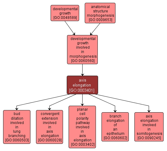 GO:0003401 - axis elongation (interactive image map)