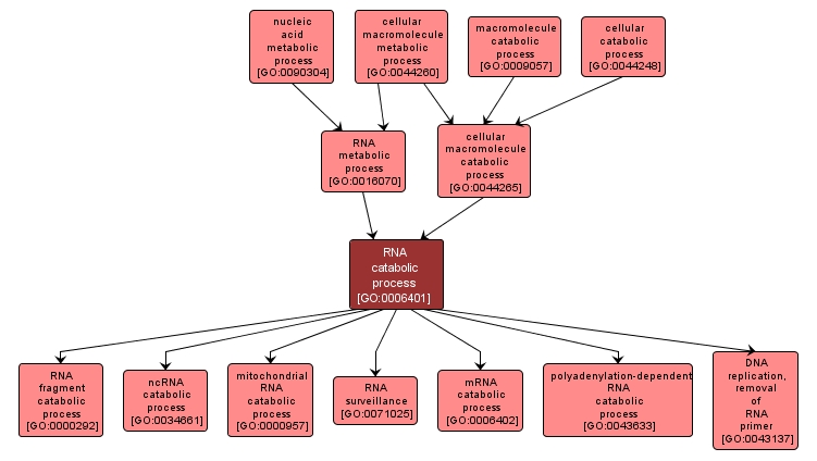 GO:0006401 - RNA catabolic process (interactive image map)