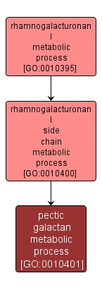 GO:0010401 - pectic galactan metabolic process (interactive image map)