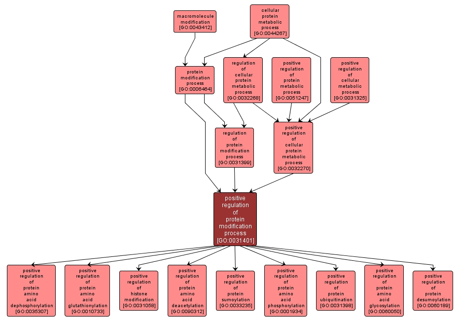 GO:0031401 - positive regulation of protein modification process (interactive image map)