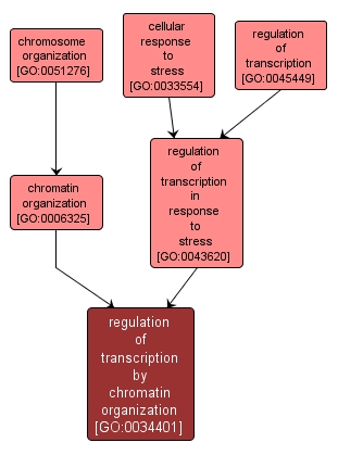 GO:0034401 - regulation of transcription by chromatin organization (interactive image map)