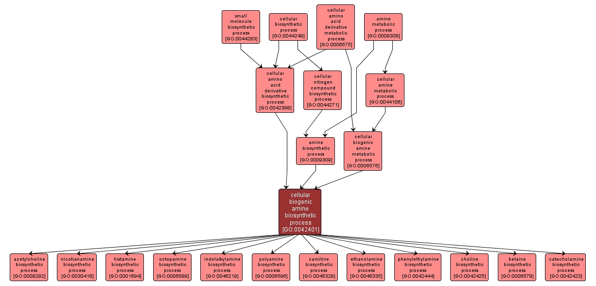 GO:0042401 - cellular biogenic amine biosynthetic process (interactive image map)