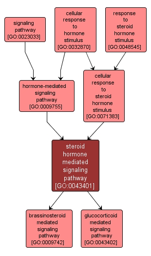 GO:0043401 - steroid hormone mediated signaling pathway (interactive image map)