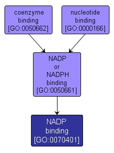 GO:0070401 - NADP binding (interactive image map)