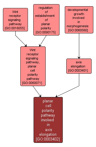 GO:0003402 - planar cell polarity pathway involved in axis elongation (interactive image map)