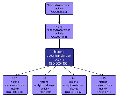 GO:0004402 - histone acetyltransferase activity (interactive image map)