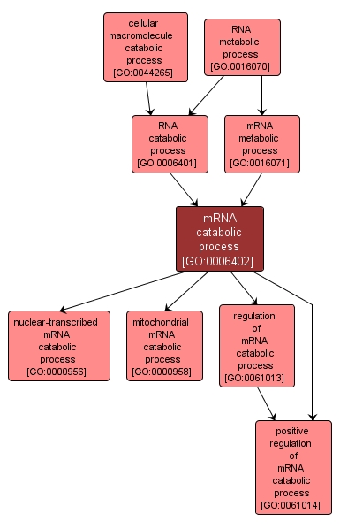 GO:0006402 - mRNA catabolic process (interactive image map)