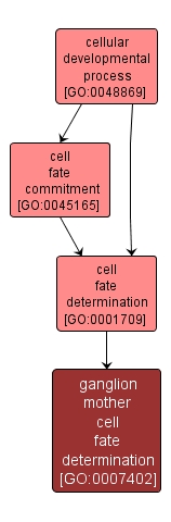 GO:0007402 - ganglion mother cell fate determination (interactive image map)