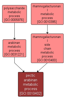 GO:0010402 - pectic arabinan metabolic process (interactive image map)