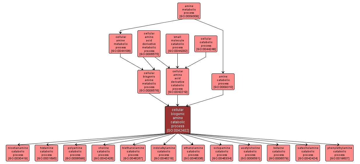 GO:0042402 - cellular biogenic amine catabolic process (interactive image map)