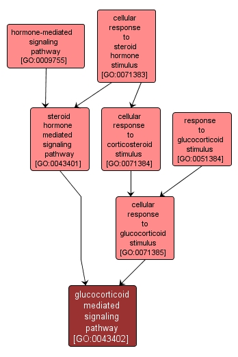 GO:0043402 - glucocorticoid mediated signaling pathway (interactive image map)