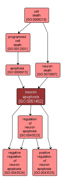 GO:0051402 - neuron apoptosis (interactive image map)
