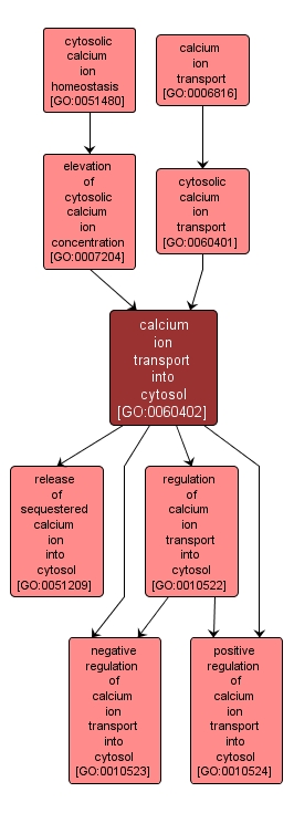 GO:0060402 - calcium ion transport into cytosol (interactive image map)