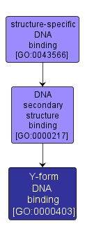 GO:0000403 - Y-form DNA binding (interactive image map)