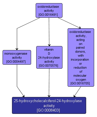 GO:0008403 - 25-hydroxycholecalciferol-24-hydroxylase activity (interactive image map)