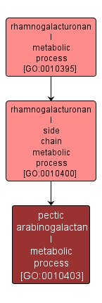 GO:0010403 - pectic arabinogalactan I metabolic process (interactive image map)