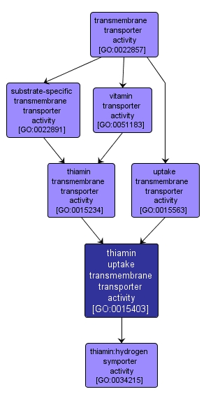 GO:0015403 - thiamin uptake transmembrane transporter activity (interactive image map)