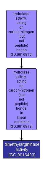 GO:0016403 - dimethylargininase activity (interactive image map)