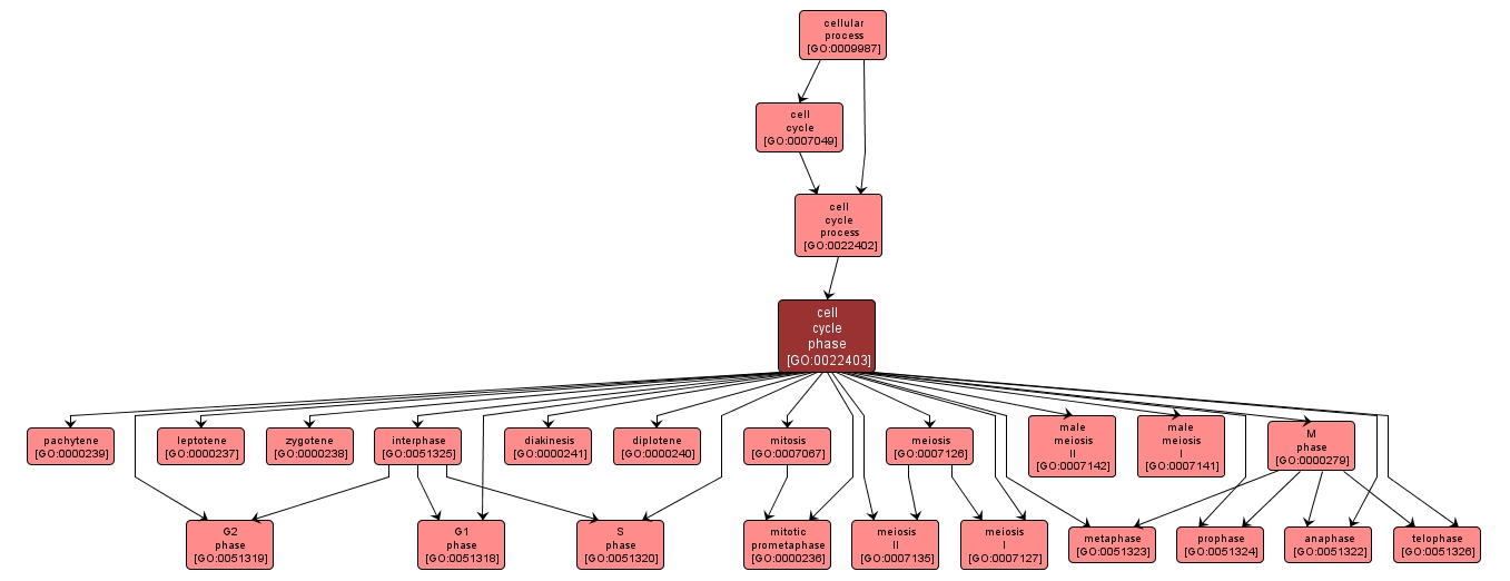 GO:0022403 - cell cycle phase (interactive image map)