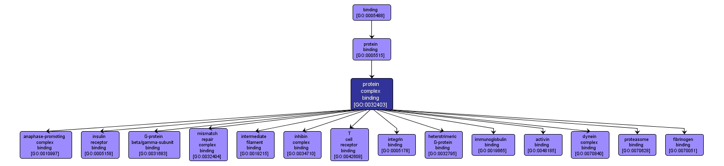 GO:0032403 - protein complex binding (interactive image map)