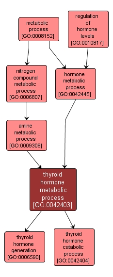 GO:0042403 - thyroid hormone metabolic process (interactive image map)