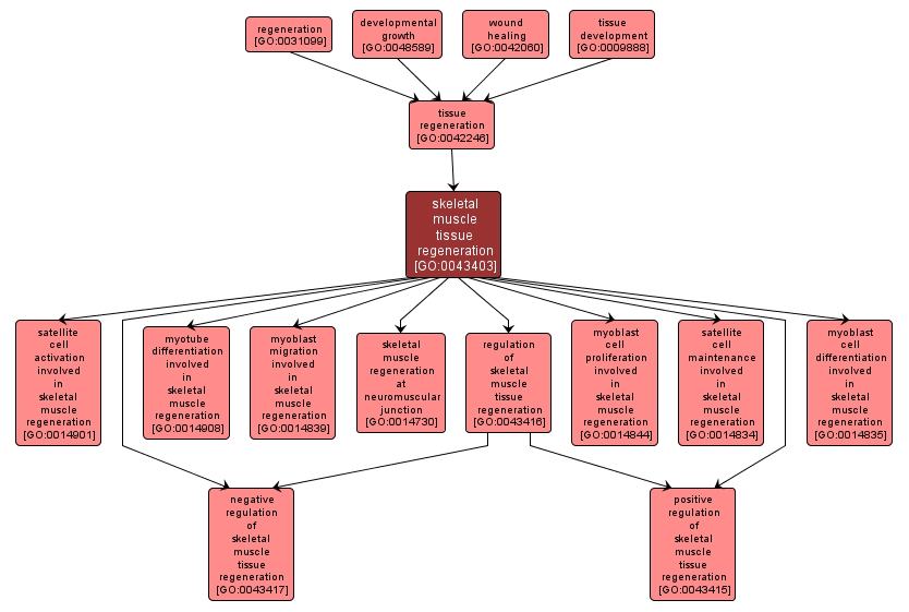 GO:0043403 - skeletal muscle tissue regeneration (interactive image map)