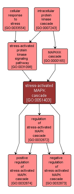 GO:0051403 - stress-activated MAPK cascade (interactive image map)