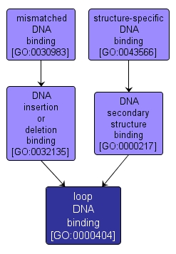 GO:0000404 - loop DNA binding (interactive image map)