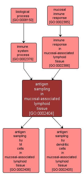 GO:0002404 - antigen sampling in mucosal-associated lymphoid tissue (interactive image map)