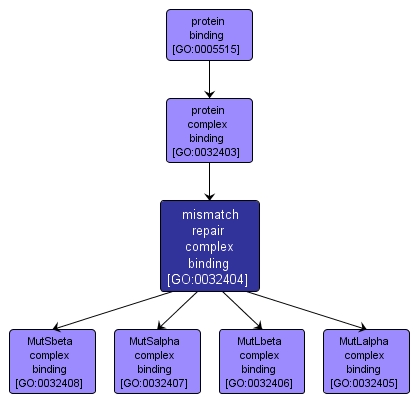 GO:0032404 - mismatch repair complex binding (interactive image map)