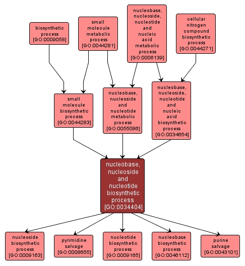 GO:0034404 - nucleobase, nucleoside and nucleotide biosynthetic process (interactive image map)