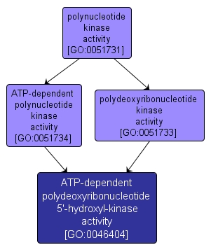 GO:0046404 - ATP-dependent polydeoxyribonucleotide 5'-hydroxyl-kinase activity (interactive image map)