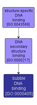 GO:0000405 - bubble DNA binding (interactive image map)