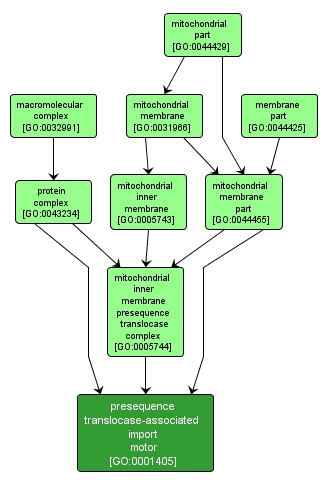 GO:0001405 - presequence translocase-associated import motor (interactive image map)