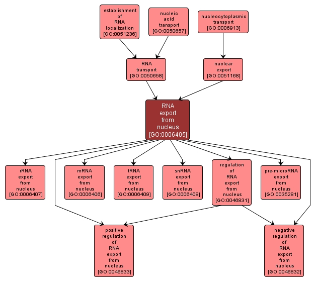 GO:0006405 - RNA export from nucleus (interactive image map)