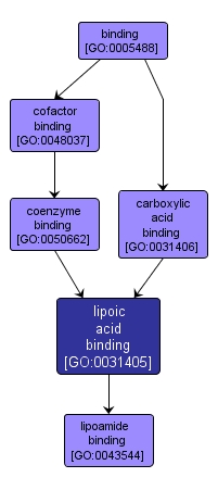 GO:0031405 - lipoic acid binding (interactive image map)
