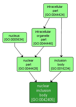 GO:0042405 - nuclear inclusion body (interactive image map)