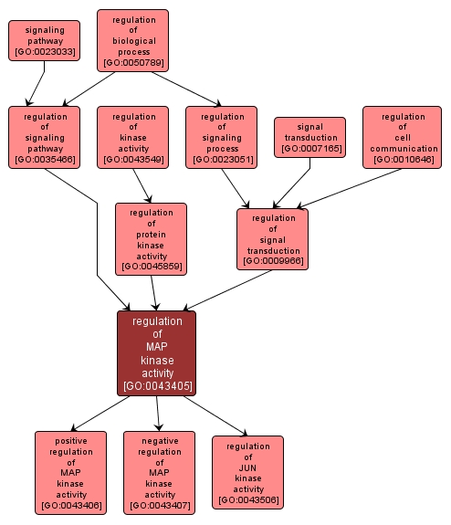 GO:0043405 - regulation of MAP kinase activity (interactive image map)