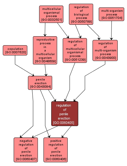 GO:0060405 - regulation of penile erection (interactive image map)