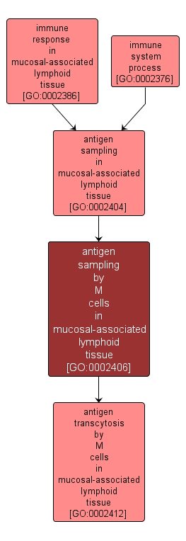 GO:0002406 - antigen sampling by M cells in mucosal-associated lymphoid tissue (interactive image map)